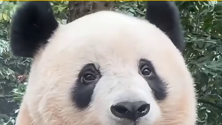 韩国记者想要重现香香听到日语的名场面，结果无功而返