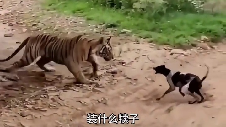 没有实力，永远都是弟弟