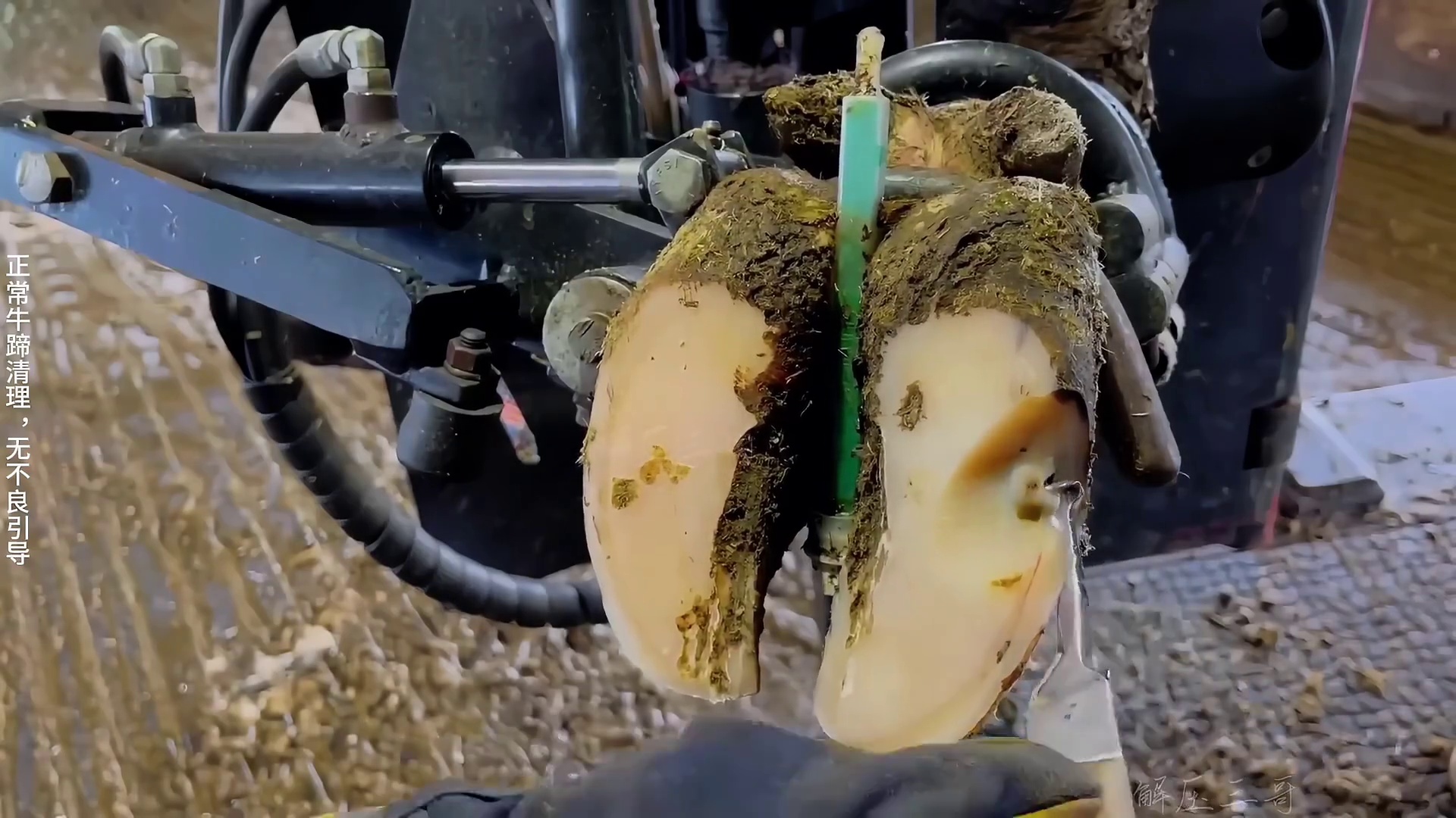 牛蹄中的异物，让牛牛是走也不会路