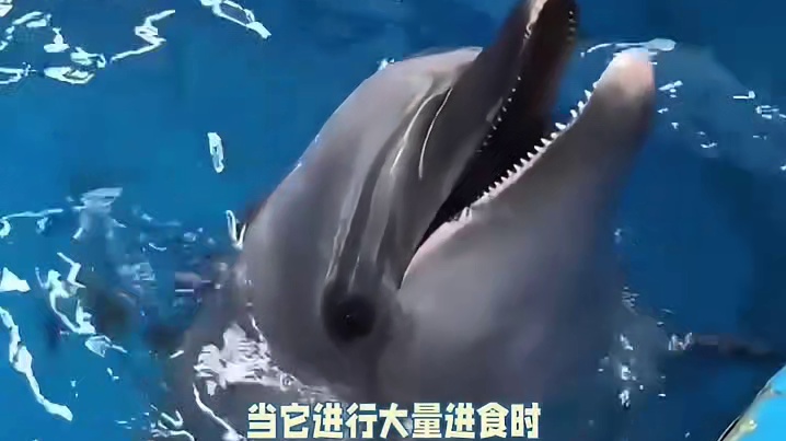 白鲸为什么喜欢吃冰块