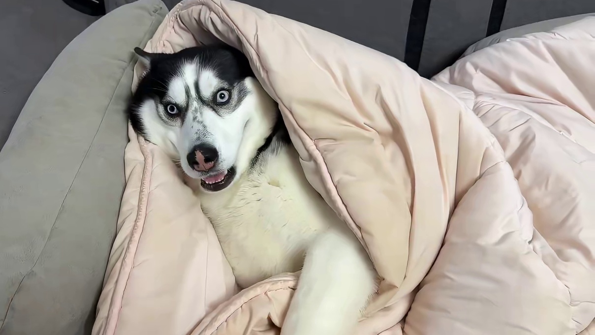 二哈学人盖被子睡觉，当主人掀开被子后，大家千万憋住别笑