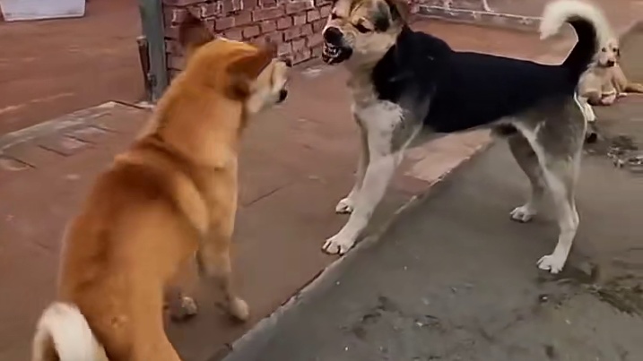 我以为我只是看人看不准，结果看狗也看不准了