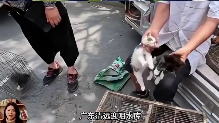 水库放生猫咪后续：300只猫死亡，放生团队动机曝光