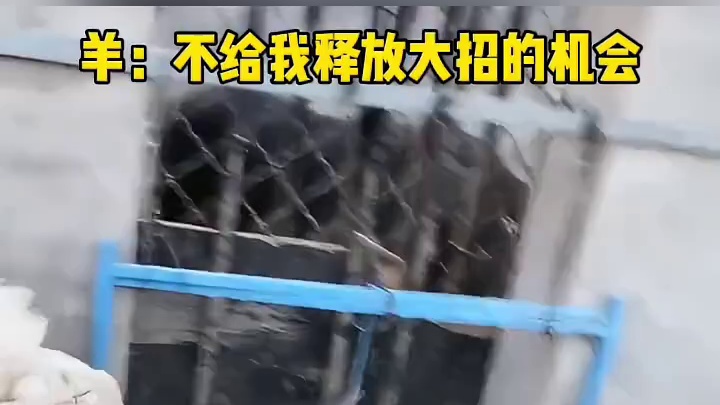 羊：不给我释放大招的机会。