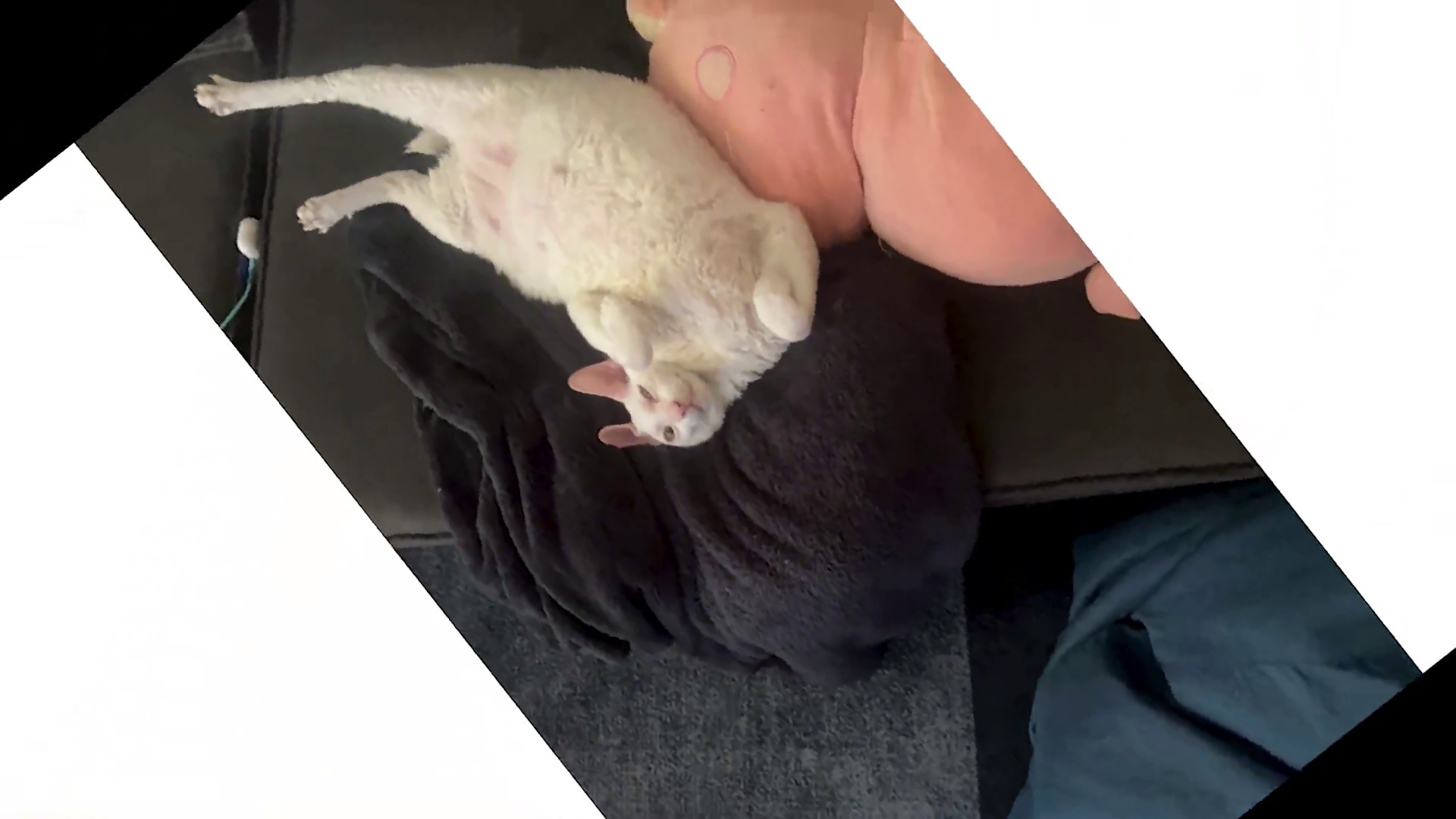 为什么黑猫最容易变丑？丑猫拍摄仙人