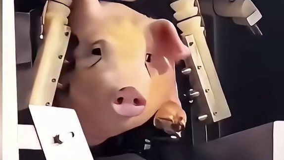 不对劲，猪猪我啊，要完了！