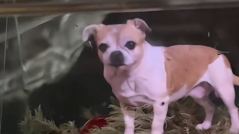 亲爱的小狗 我没有忘记你