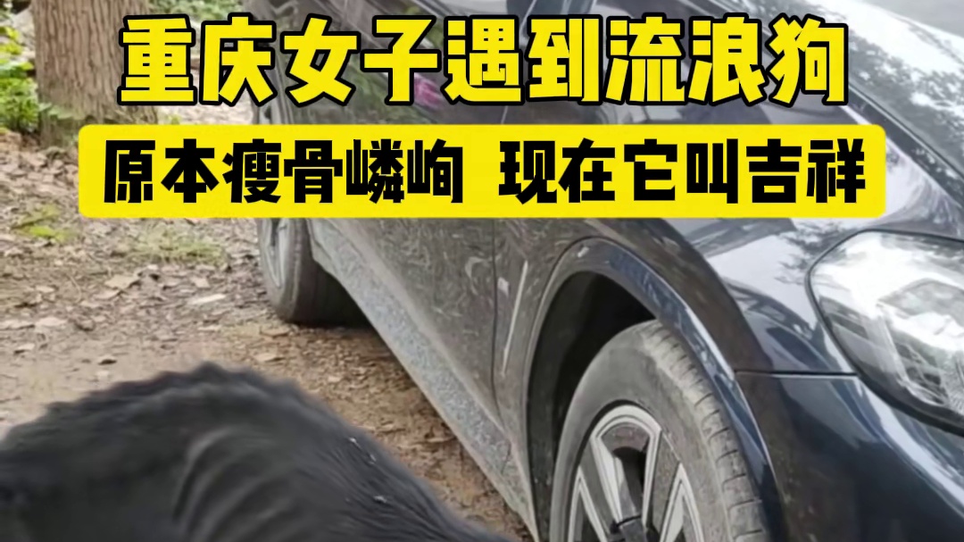 重庆女子救助瘦骨嶙峋的流浪狗！为她点赞！