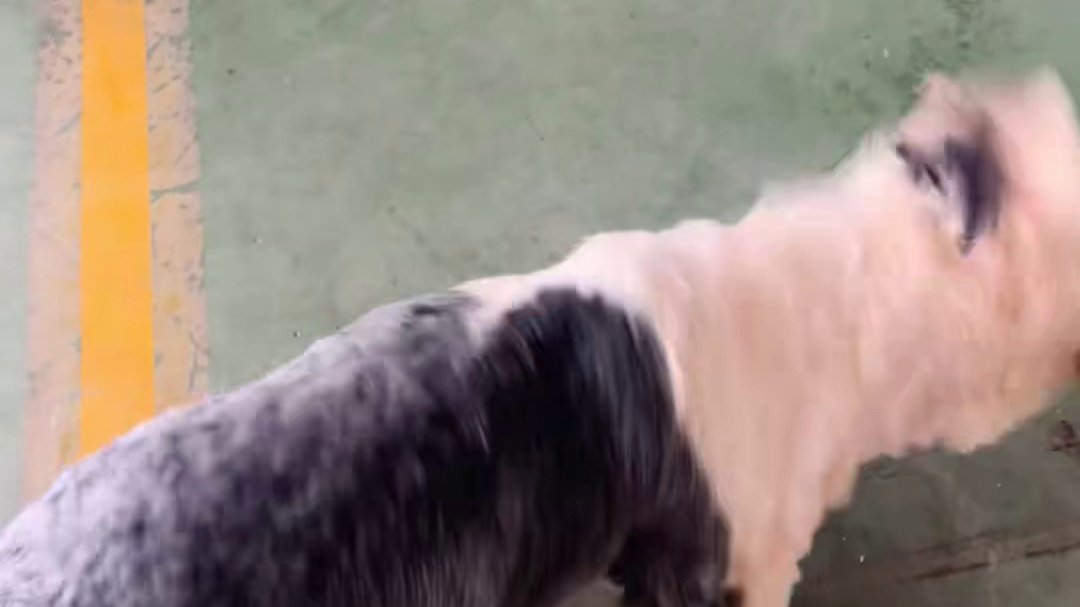 听不见的流浪狗终于见到它的新爸爸啦！ 另一个视角在