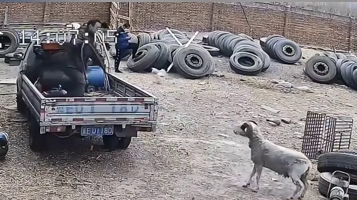 羊脾气上来就撞