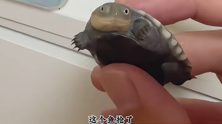 鱼：你看你又急了，跟你闹着玩呢