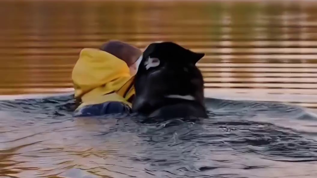 二哈冒险营救溺水的小宝宝，画面感人，把人看哭了