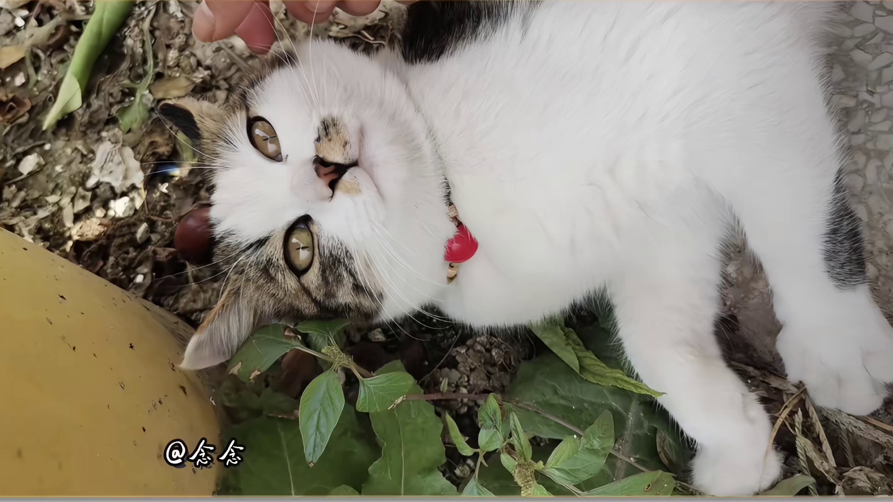 作诗高手快来评论区集合了 让每一张定格时光的照片都赋予诗意与场景共鸣