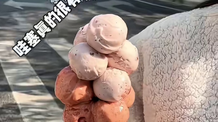 上海街头gelato花束冰淇淋