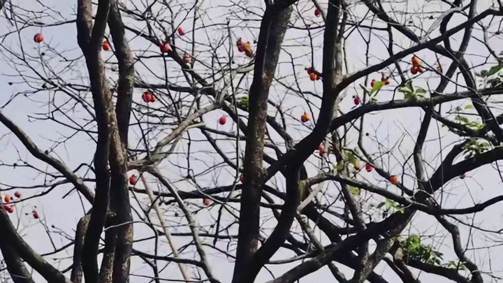 赶上了兢山村柿子的末班车！实名羡慕偶遇林小白的网友 祝大家”柿“事如意， 天降好“柿“，好“柿”成