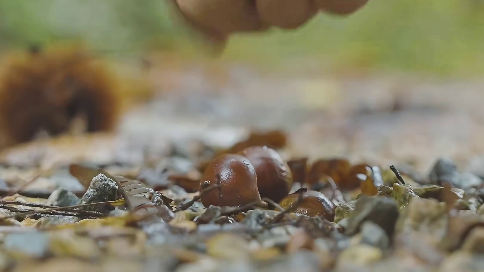 第1集：暴雨天森林里搭建帐篷营地，烤火吃牛排度过雨天