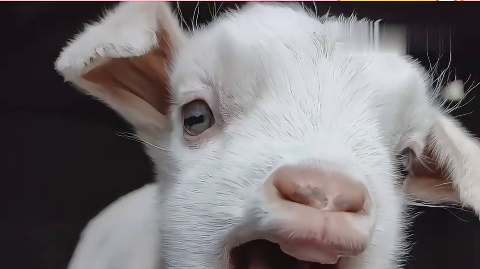 西宁野生动物园，用爱建筑的家园