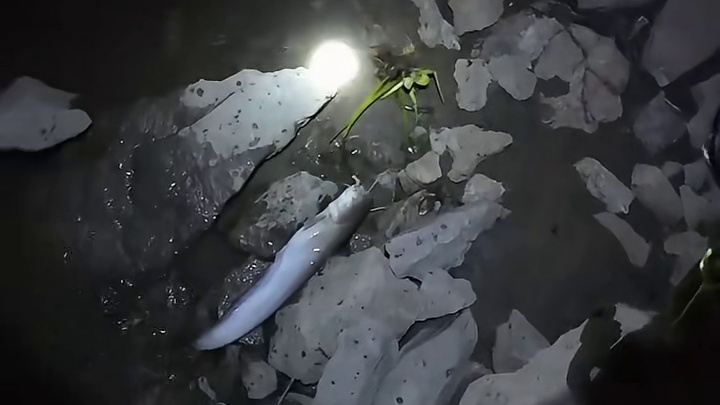 持续退水20天，既然还能钓到鱼。