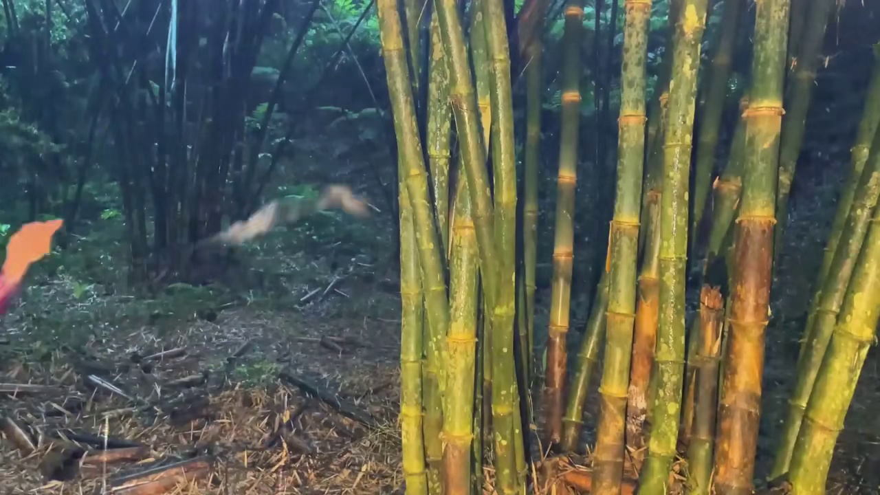 我经历过的最极端的暴风雨 ️在树帐篷露营，遭遇暴雨、狂风和雷鸣。
