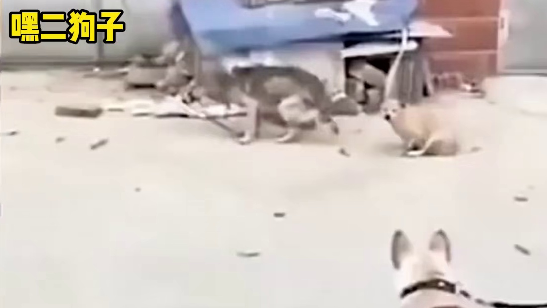 不要打了，你们不要再打了！