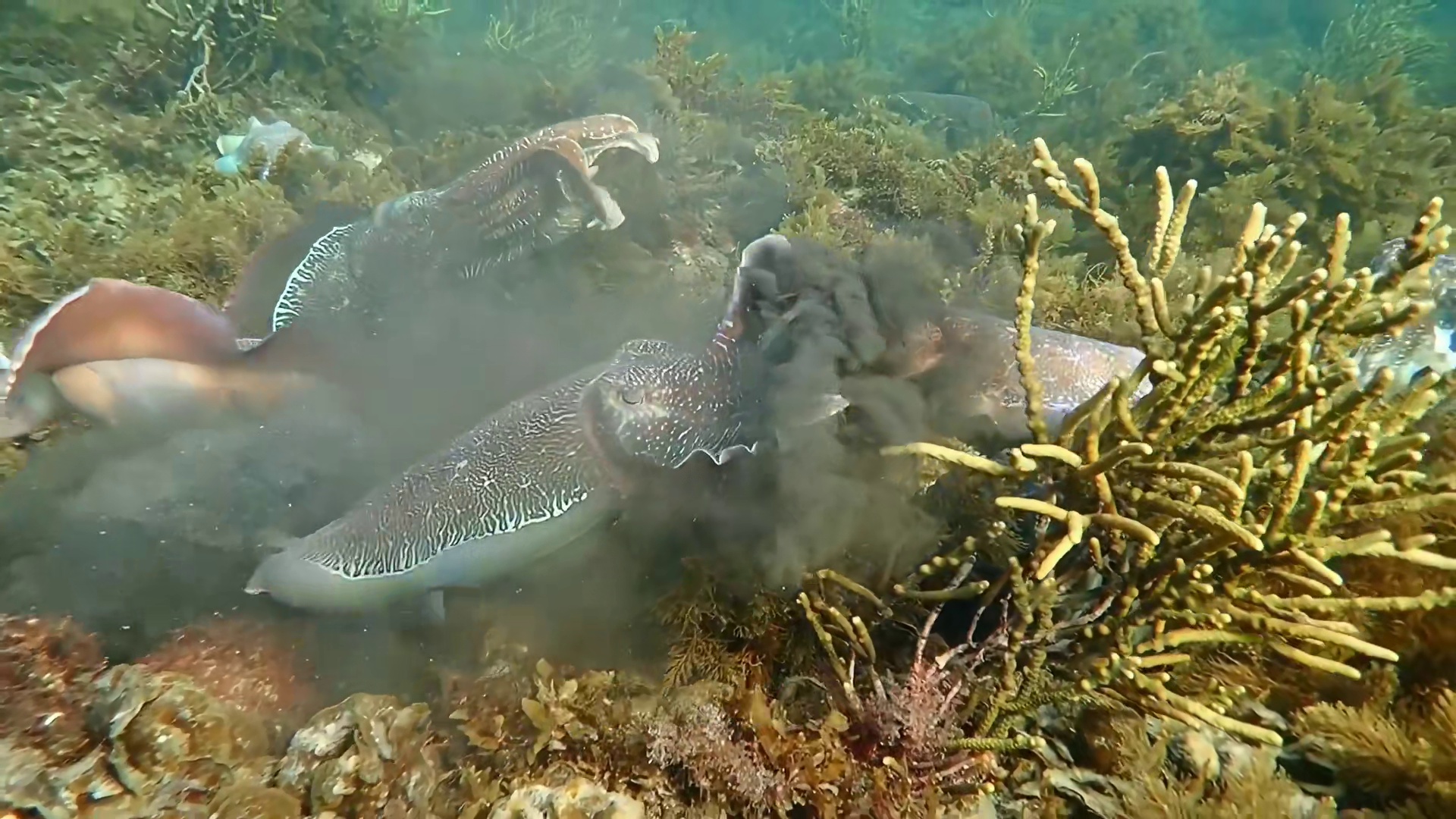 乌贼，你真正熟知它吗？海洋顶尖猎手，身怀多样绝技