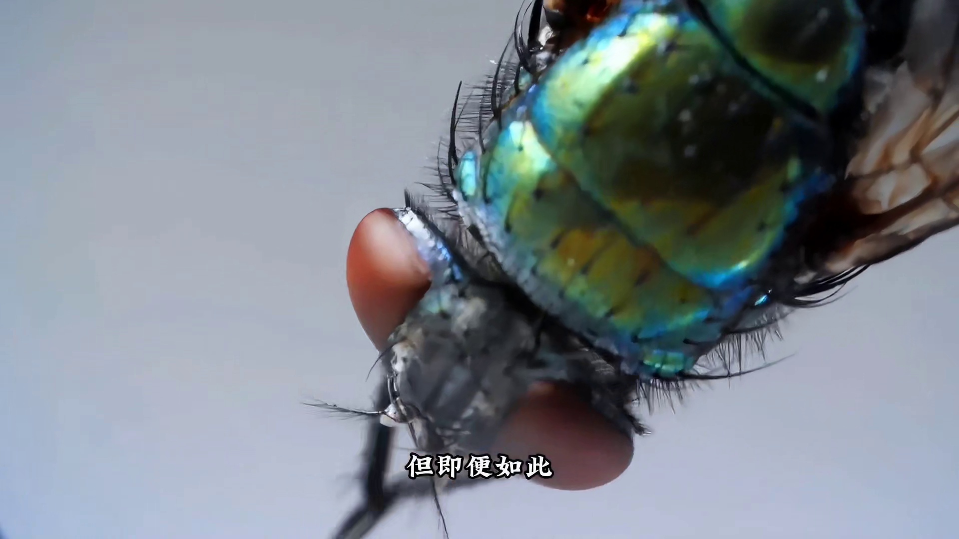 三种眼睛最多的动物，令人意外，认知将被彻底颠覆