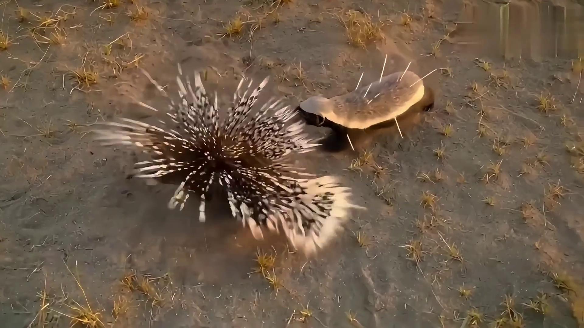 满身荆棘的胜利：平头哥血战豪猪