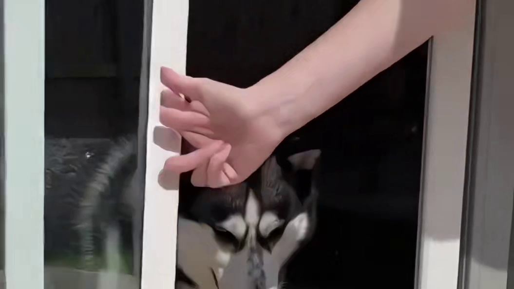 小奶狗隔着玻璃跟爸爸吵架，当玻璃门被打开那一刻，你们千万别笑