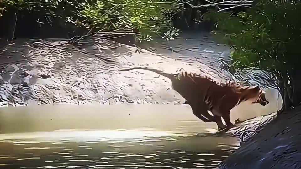 为什么虎会与龙齐名呢？