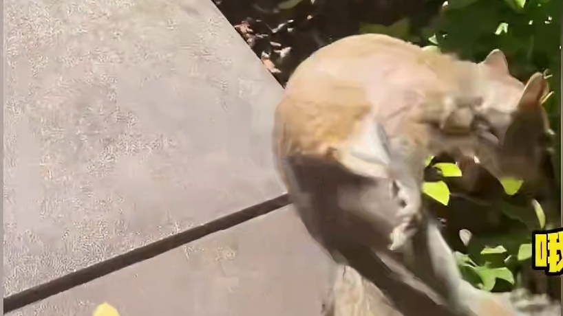 这猴子啊，长得可黑，可吓人了