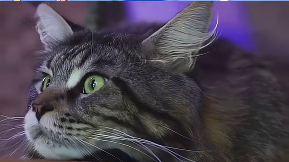 这猫咪待遇太好了吧~慕了~