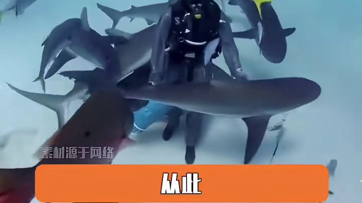 谁说海底没有牙科医生的#鲨鱼