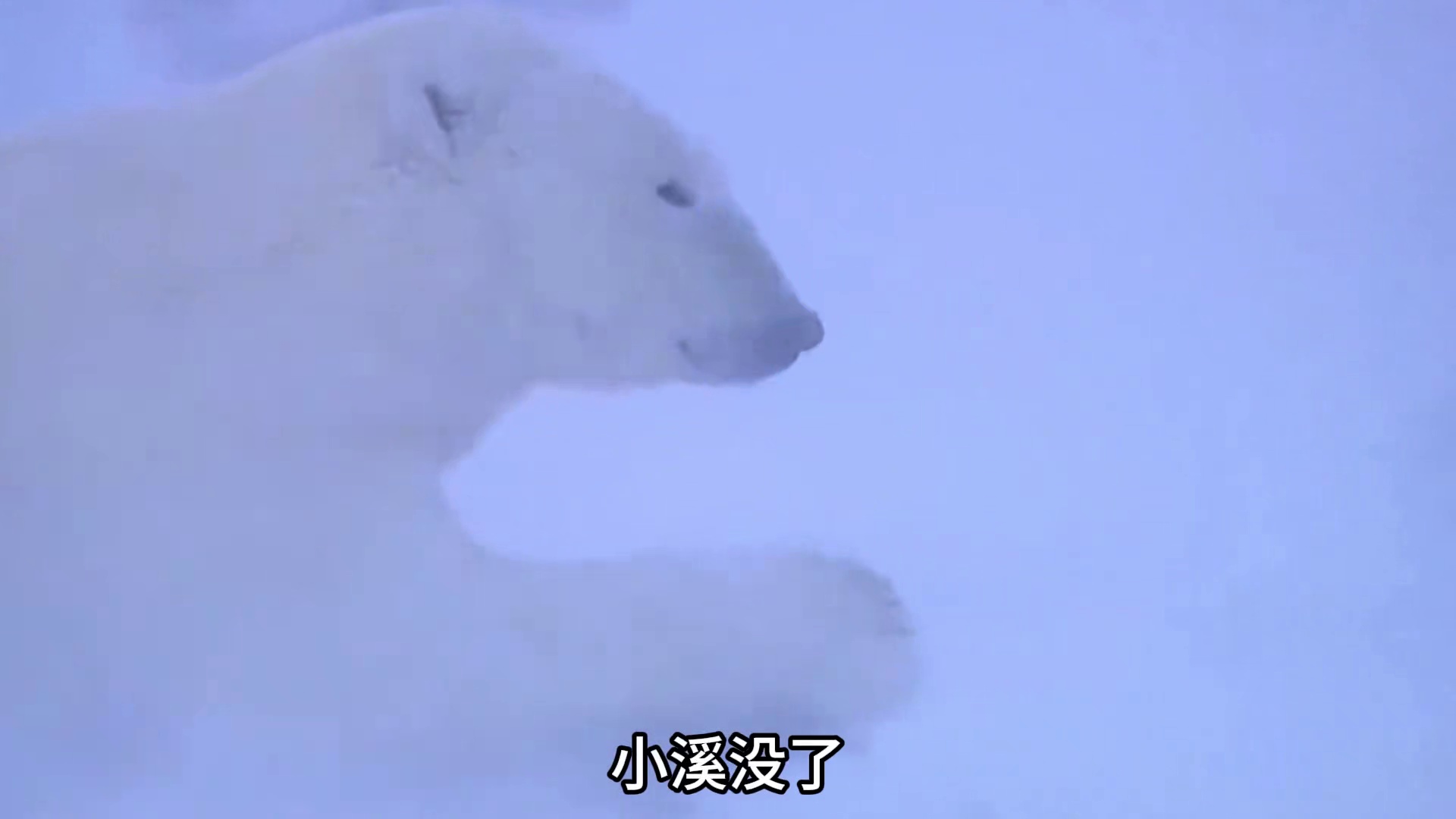 倒霉熊开山鼻祖，白化棕熊乔伊两度被错送北极，惨遭北极熊殴打