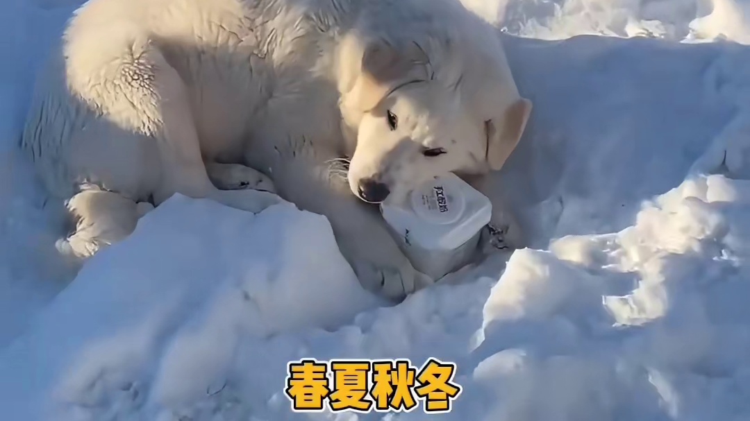 这我是真的拒绝不了