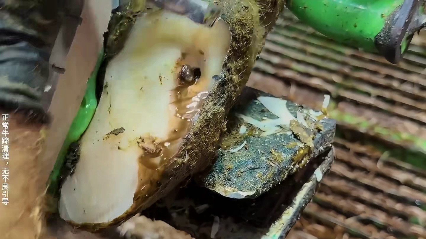 只是简单的抬起牛脚，里面的牛汁就不断的往外直冒