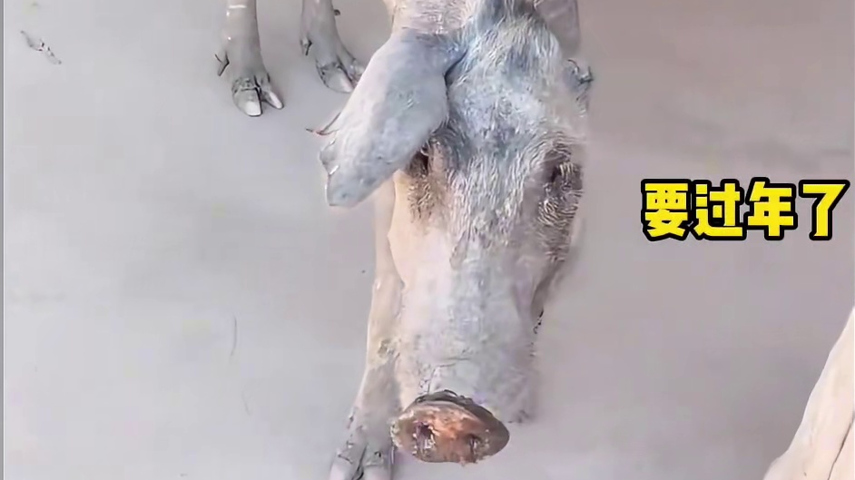 伸手不打笑脸狗