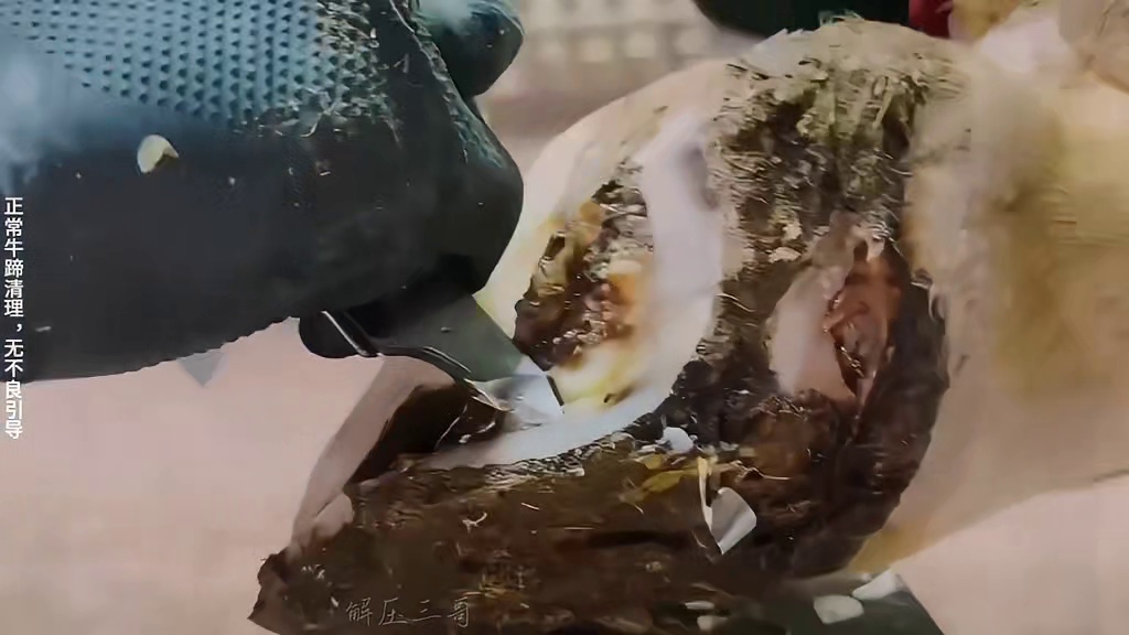 看蹄子烂的像蜂巢，就知道今天要糟