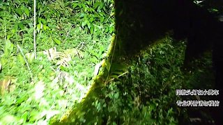 印泥風(fēng)土人情-遇到蛇類和鰻魚