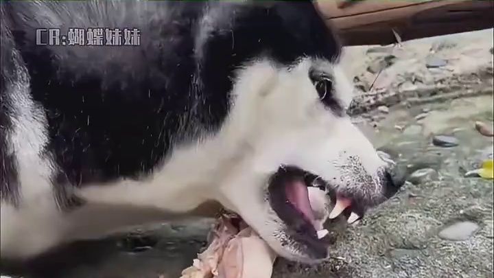 一只天真无邪的狗狗，因为人类的贪婪失去了生命！