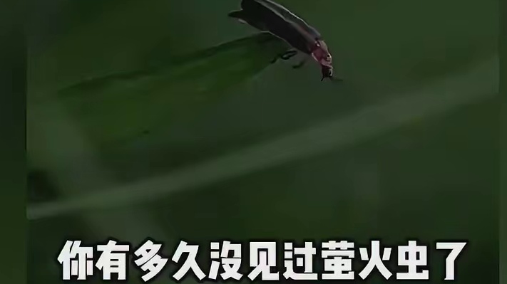 你上次见到萤火虫是什么时候呢？