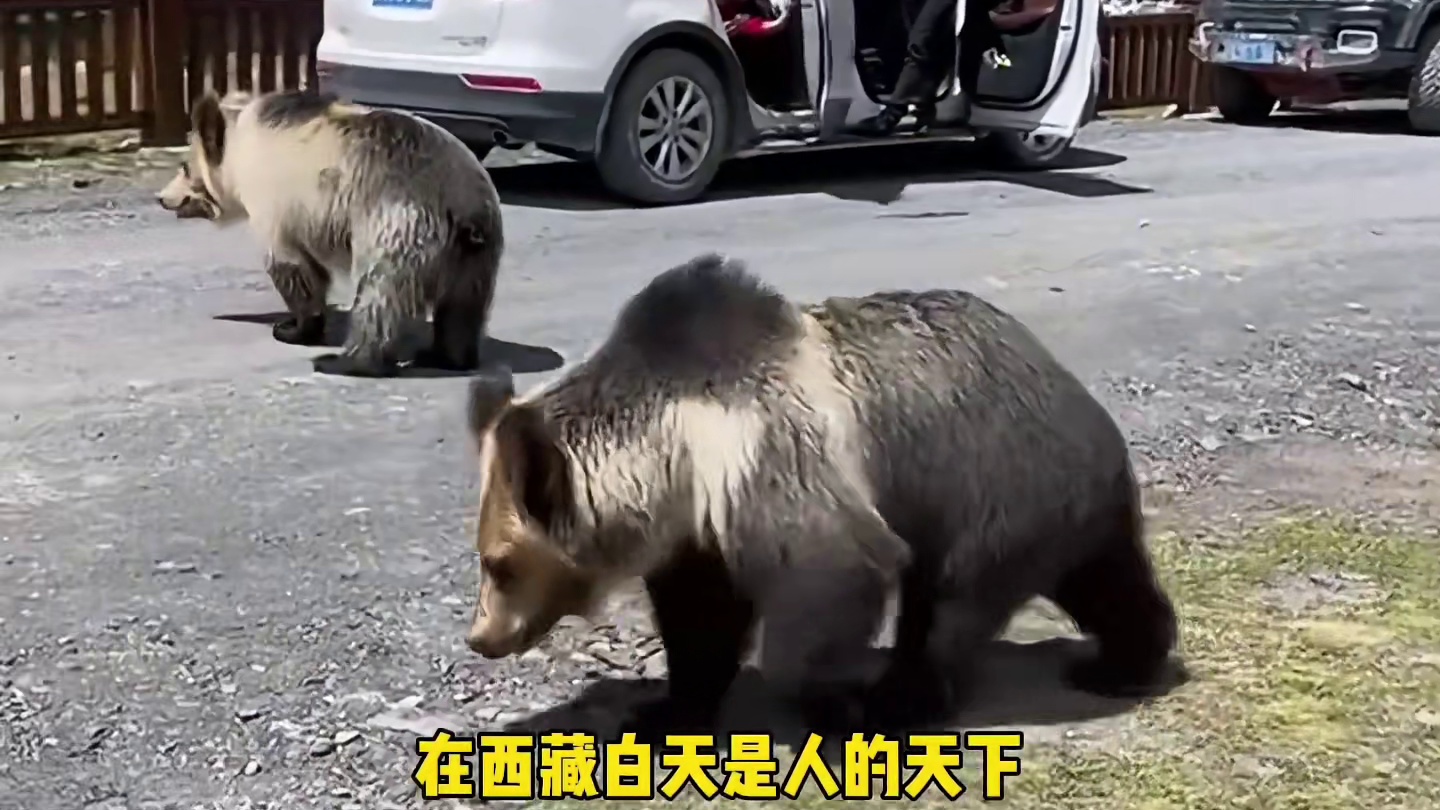 在西藏千万不要靠近藏马熊…