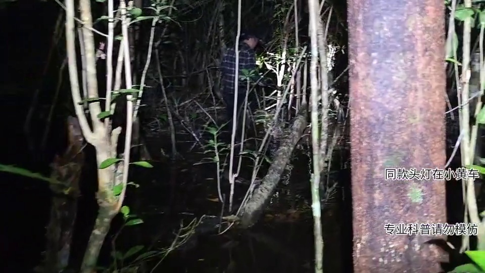 荒岛抓鳗鱼，精彩不要错过哈