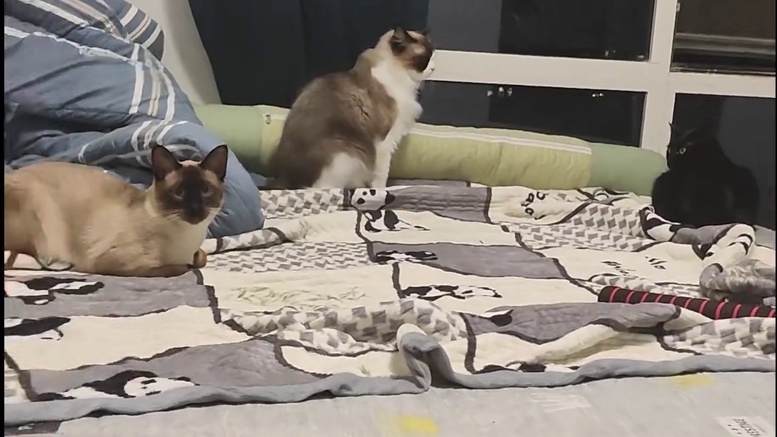 家里猫无聊怎么办？ 猫每天都有自己的事情