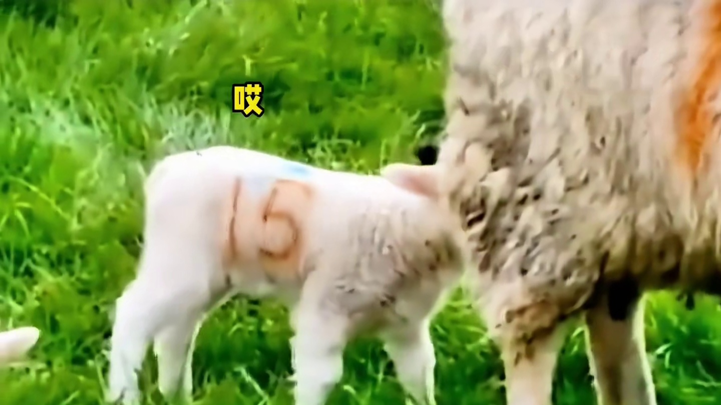 你嘴怎么有颜色呢？我牙龈出血！