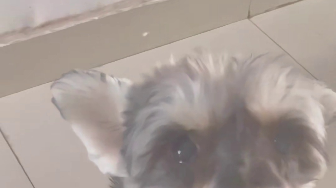 特价芈月小国700