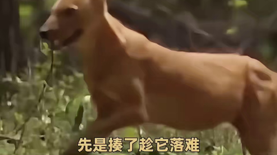 蚩尤：当年选大熊猫当坐骑，真的是因为它很强的