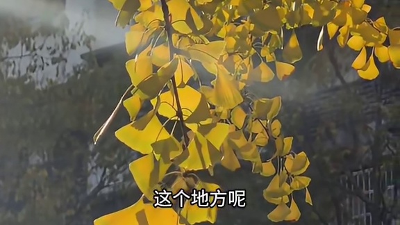 11月21日杭州清吟街，银杏半黄人不多，已经很好看了，视频就是手机直出没调色，这两天阳光超好可以去逛