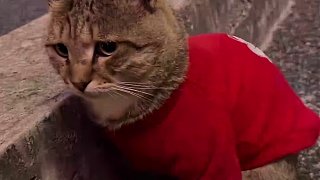 這只名副其實(shí)的招財貓