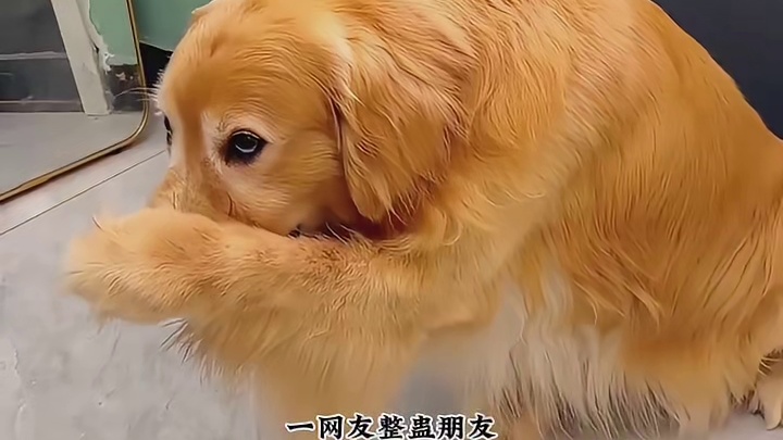 人类：整蛊成功！鼠鼠：你礼貌吗？