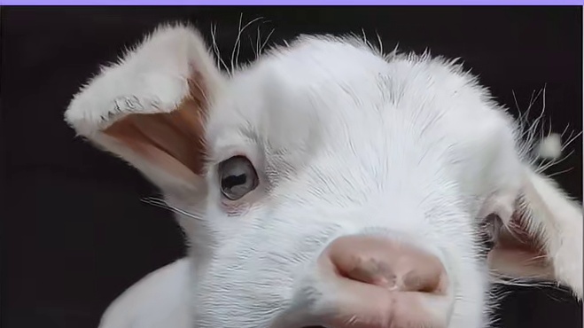 为什么基本上没人把羊当宠物